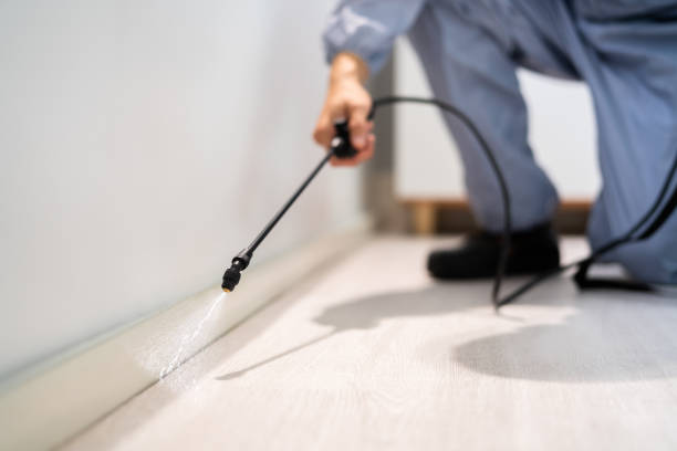 Licensed Wasp Removal service in Troutman, NC - Show Me Pest Control